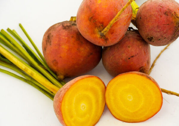 Vibrant GOLDEN BEETROOT BOLDOR F1