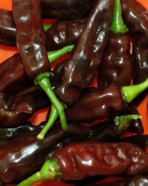 VEGETABLE HOT CHILLI PEPPER FATALII BROWN