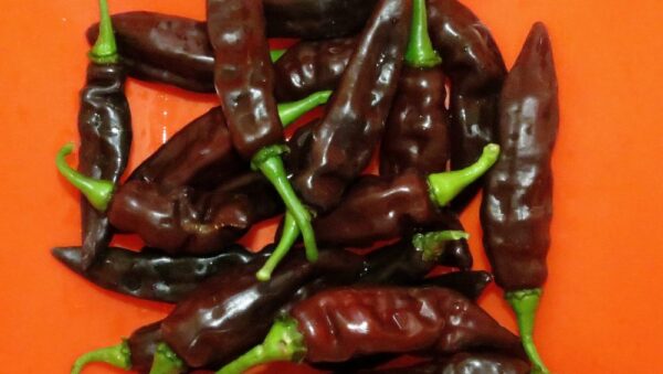 VEGETABLE HOT CHILLI PEPPER FATALII BROWN