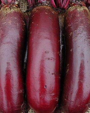 Vegetable Beetroot Cylindra