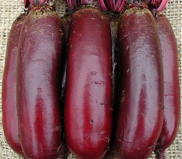Vegetable Beetroot Cylindra