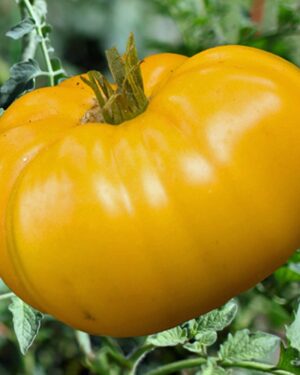 Vegetable Brandywine Yellow Tomato