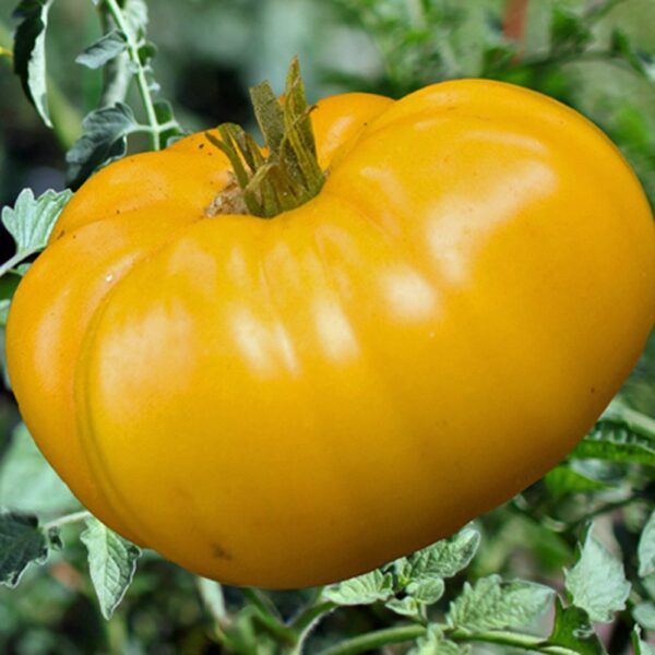 Vegetable Brandywine Yellow Tomato