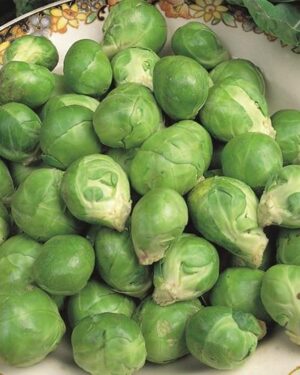 Vibrant Brussel Sprout Evesham Special