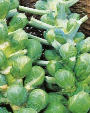 Vegetable Brussel Sprouts Darkmar