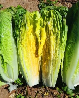 Lettuce – Romaine Parris Island Cos