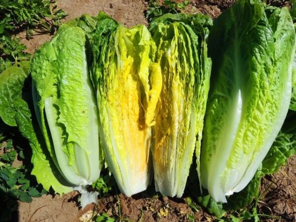 Lettuce – Romaine Parris Island Cos