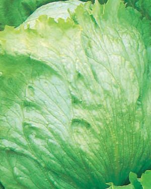 Lettuce – Saladin Iceburg Type
