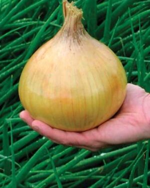 Vegetable ONION – EXHIBITION