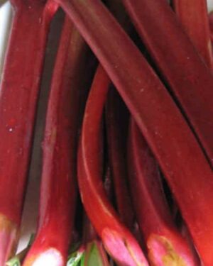 Rhubarb Glaskins Perpetual