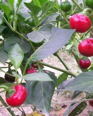 Vegetable SWEET PEPPER RED CHERRY