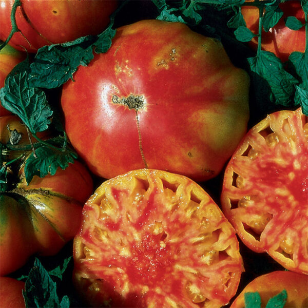 Vegetable Tomato Hillbilly
