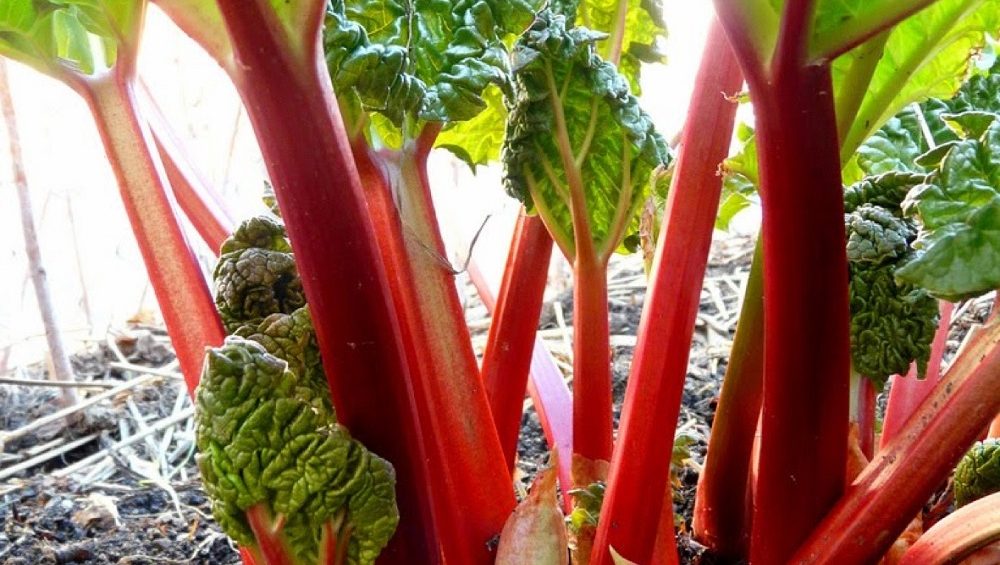 Vegetables Rhubarb – Victoria