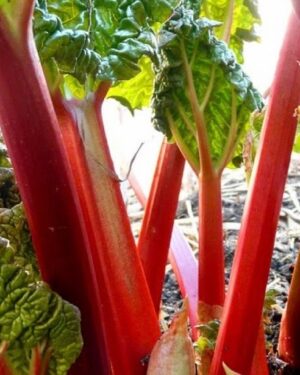 Vegetables Rhubarb – Victoria