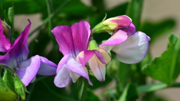 Sweet Pea Dwarf Theresa Maureen