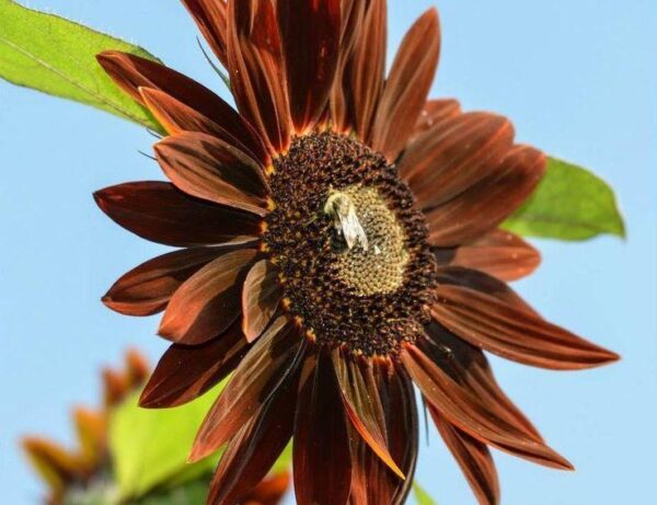 Annual Flowers-Sunflower Chocolate