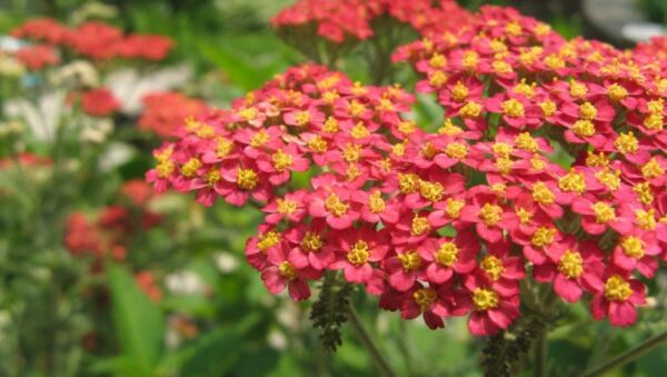 Achillea Millefolium Rubra Red New