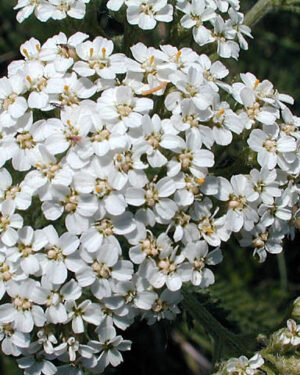 Achillea Millefolium White Yarrow (New)