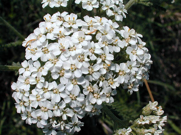 Achillea Millefolium White Yarrow (New)