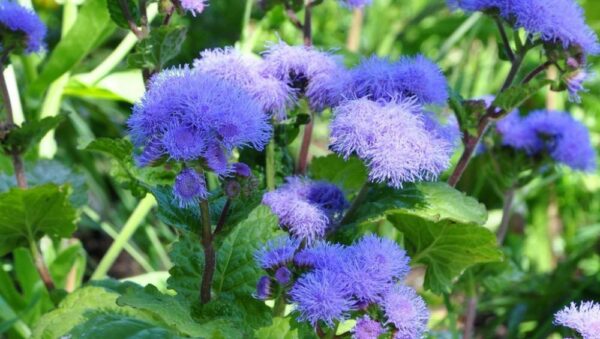 Ageratum Blue Mink Seeds