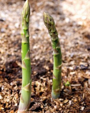Asparagus Connovers Colossal