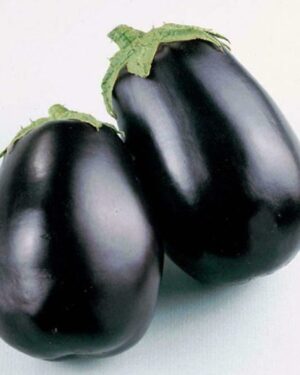 Organic Aubergine Black Beauty