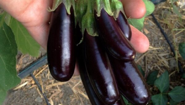 Aubergine Little Fingers Plant