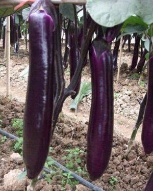Aubergine Long Purple Organic