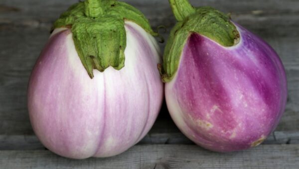 Aubergine Rotonda Bianca Sfumata Di Rosa