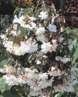 Begonia Tuberous Illumination White F1