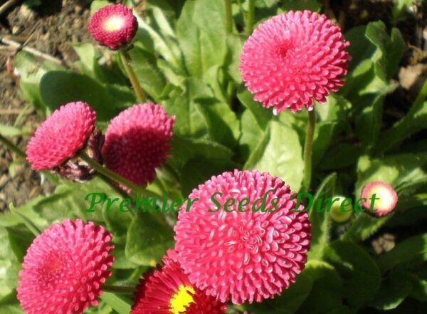 Bellis Perennis Pomponette Flowering