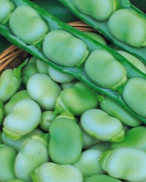 Broad Bean Masterpiece Green