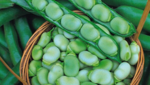 Broad Bean Masterpiece Green