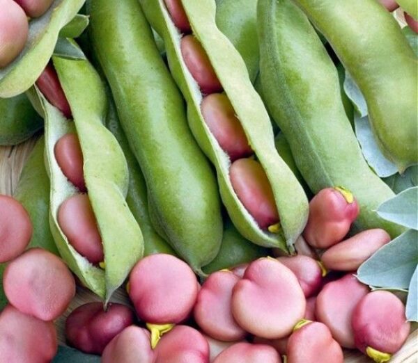 Broad Bean Pink Karmazyn