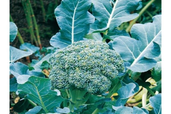 Broccoli Calabrese Early Green Sprouting Organic