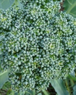 Broccoli De Ciccio Organic Seeds