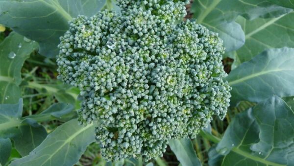 Broccoli De Ciccio Organic Seeds