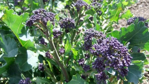 Broccoli Purple Early Sprouting (Organic)