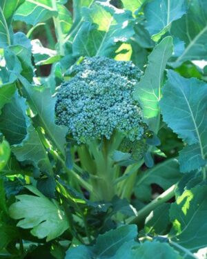 Broccoli Waltham 29 Organic