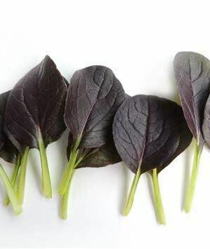 CABBAGE PAK CHOI RED WIZARD F1