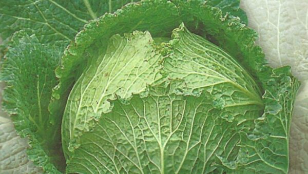 CABBAGE SAVOY ASTI SAN GIOVANNI