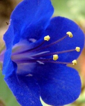 CALIFORNIA BLUEBELL FLOWERS
