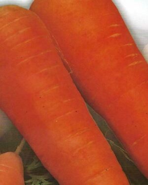 CARROT CHANTENAY PICTORIAL PACKET