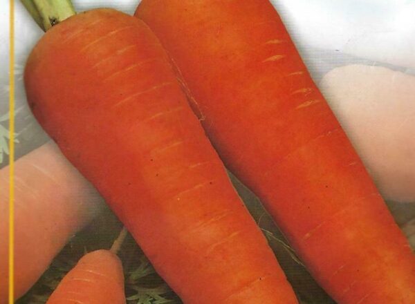 CARROT CHANTENAY PICTORIAL PACKET