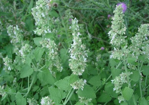 CATNIP- CATMINT ( WHITE)