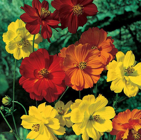 COSMOS – SULPHUREUS SUNNY MIXTURE