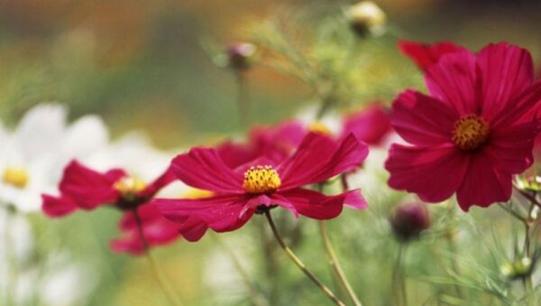 COSMOS GAZEBO RED FLOWER