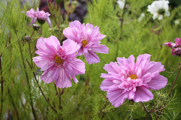 COSMOS – BIPINNATUS – FIZZY PINK