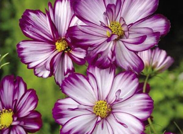 COSMOS – BIPINNATUS – FIZZY ROSE PICOTEE