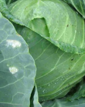 Vibrant Cabbage Golden Acre Seeds